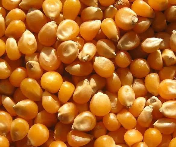 2018年玉米价格走势全预测