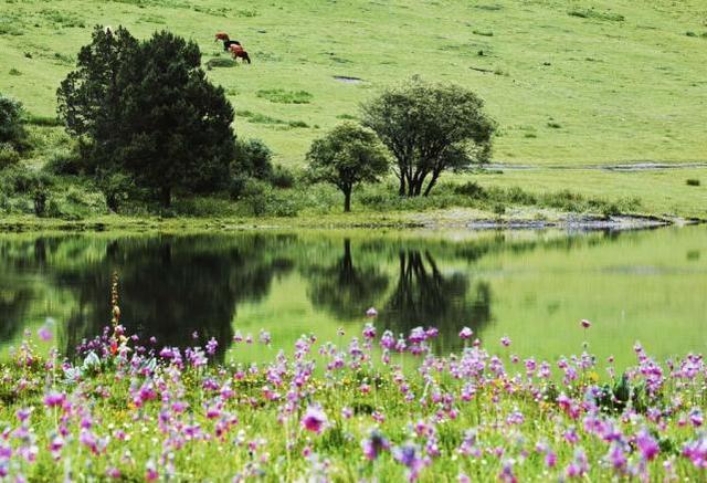 稻城亚丁 花海盛开的美丽世界!