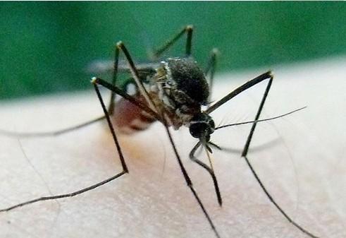 世界上最大的蚊子,在日本东京国立博物馆