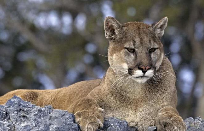 狼和人类、灰熊、美洲狮单挑，谁会胜利？...