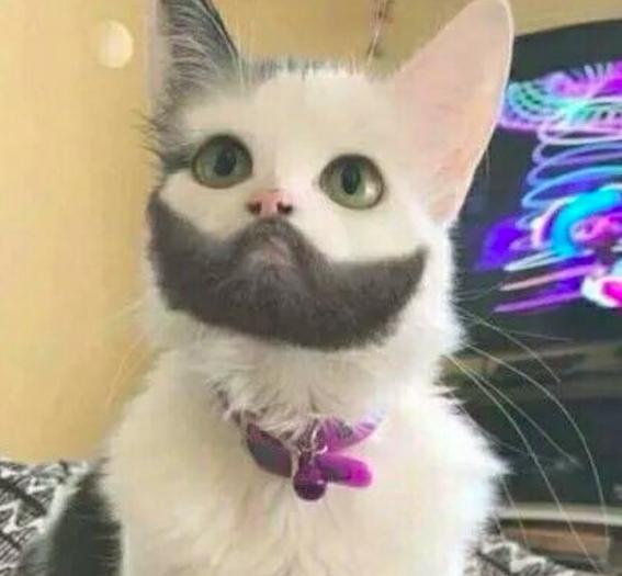 猫咪下巴全是黑毛,非常值得看的一篇文章