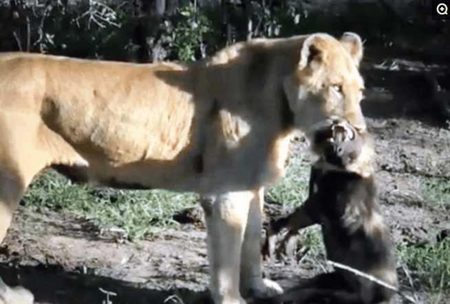 非洲一哥的奢华大餐, 二哥, 三哥, 平头哥纷纷遇