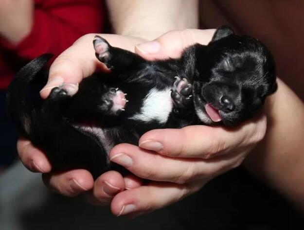 所有刚出生的狗宝宝,都是又瞎又聋的可爱小肉球