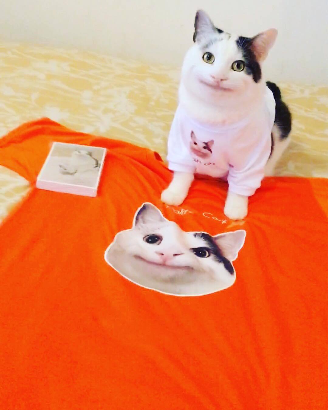 假笑猫 ollie