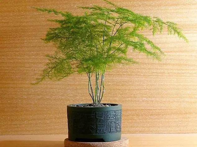 啤酒浇花,别人越浇越好,你却浇死了,啤酒到底适