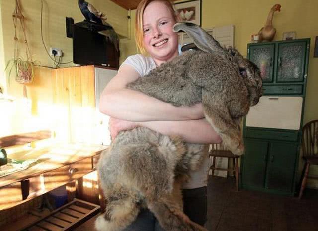 澳大利亚跟兔子进行了百年的战争,差点被兔子灭国