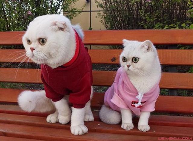 抖音刘二豆和瓜子是什么猫 刘二豆瓜子真的会