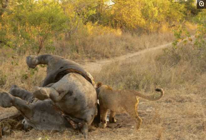 非洲一哥的奢华大餐, 二哥, 三哥, 平头哥纷纷遇