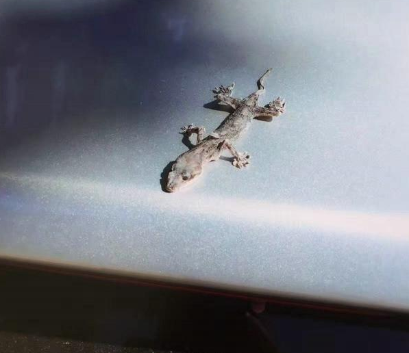 一千多万迈巴赫62,差点就变成泡水车,还好是白