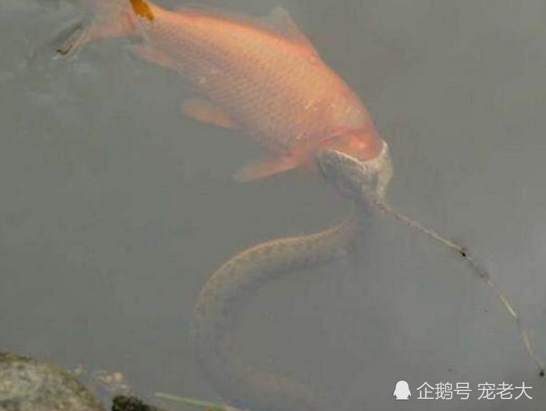 小伙河边发现奇怪一幕,以为两条鱼在"亲嘴",结果被吓了一跳!