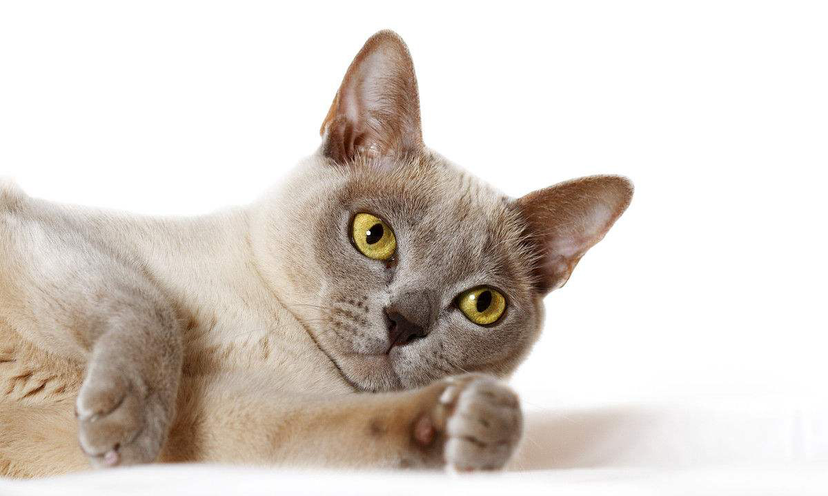 高智商又粘人，世界上最聪明的猫排行