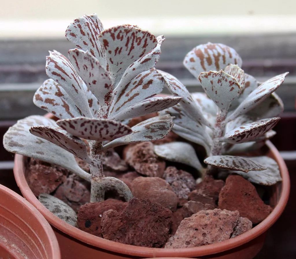10种特别不寻常的多肉植物,种在阳台上朋友都认不出一两种
