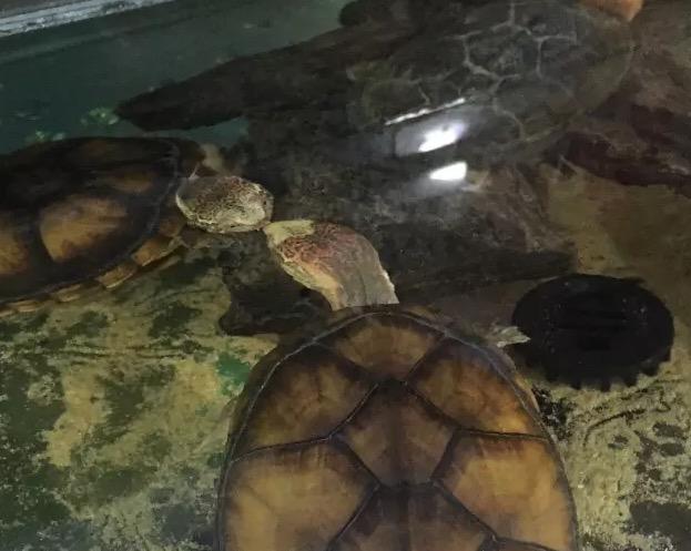 混养,蛋龟的痛点