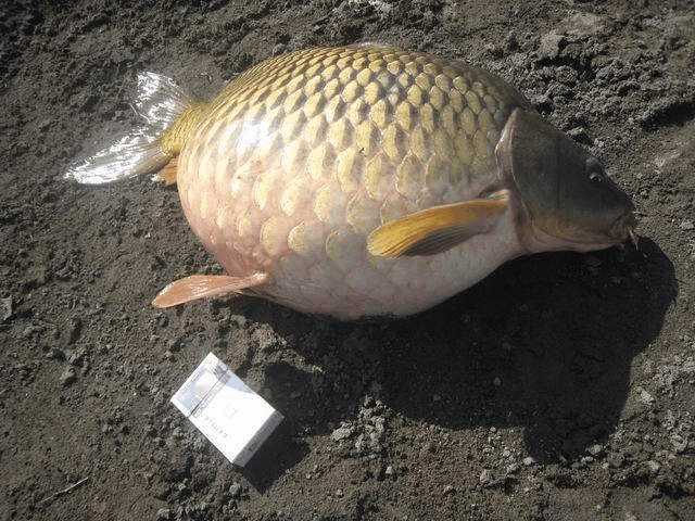 男子钓获这条鱼 肚子大的感觉要炸了一样 太奇葩