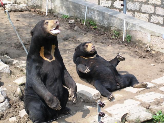 北京有两个的野生动物园,哪个更值得一去?!