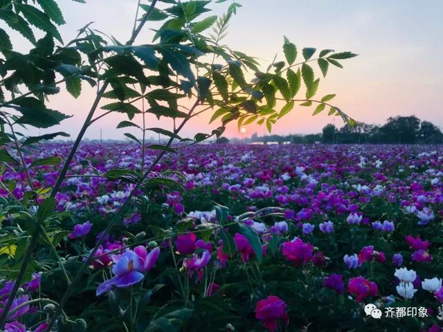 临淄:这里藏着一片芍药花海!