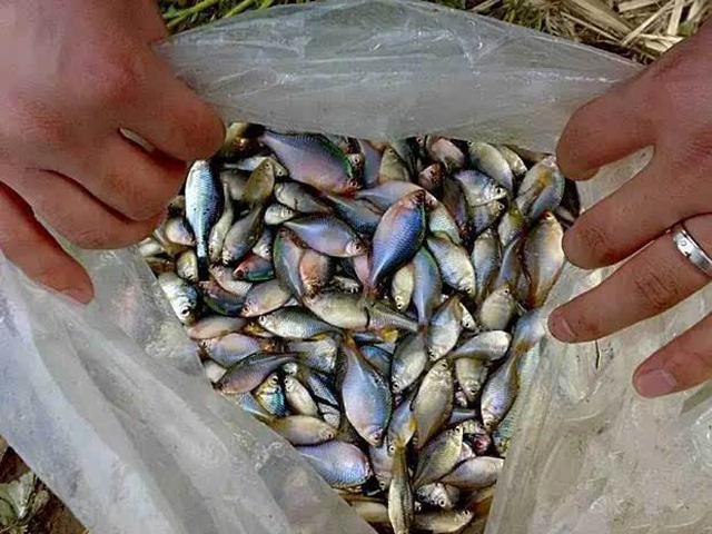 鳑鲏爆护后舍不得扔,值得被我这样费尽心思的