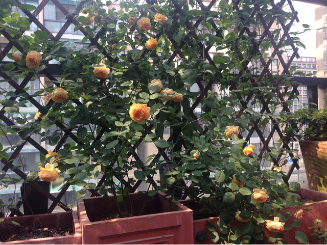 在繁华都市屋顶建了个“月季花园”,网友直呼:太美了!