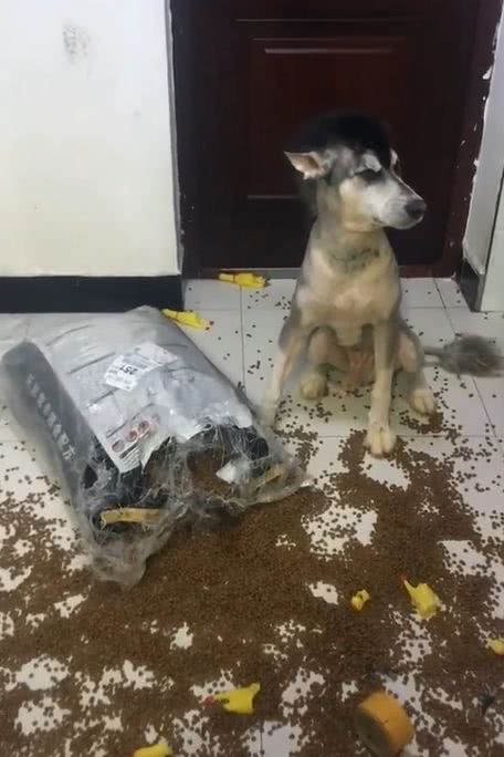阿拉斯加狗狗在家里撒狗粮,宠主回家后血压瞬间升高