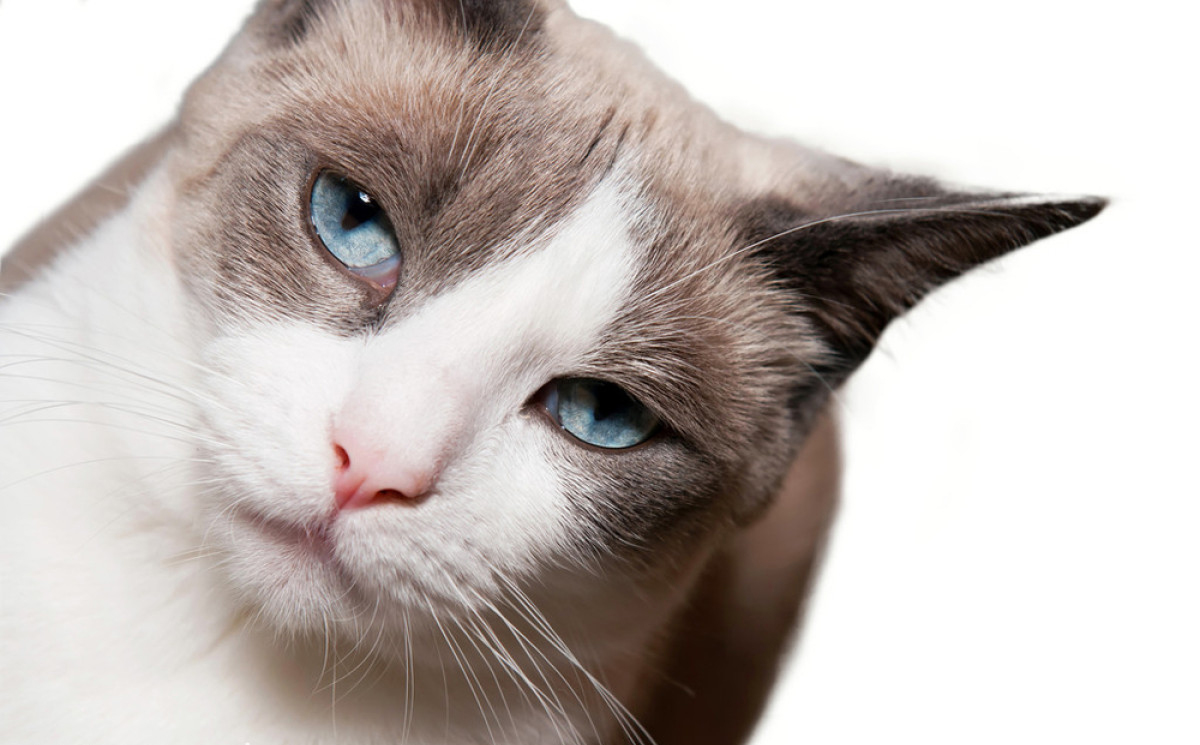 高智商又粘人，世界上最聪明的猫排行