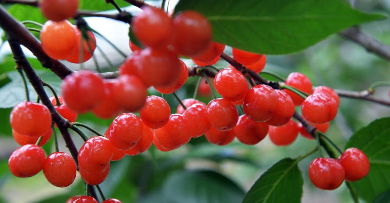 '樱桃:三月开花,四月结果,颜色鲜红,味美形娇,玲珑剔透,春后第一果.
