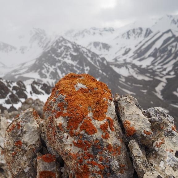 中国特有的兔子,最爱吃名贵药材,比大熊猫还珍