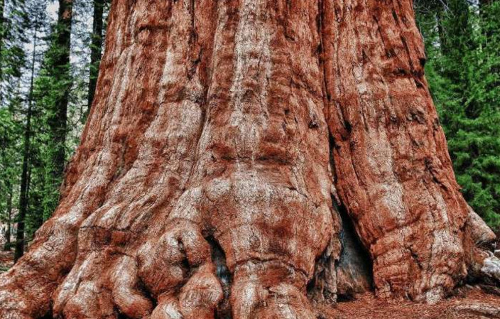 的生物体:永生不死的灯塔水母,8650岁的巨型蘑