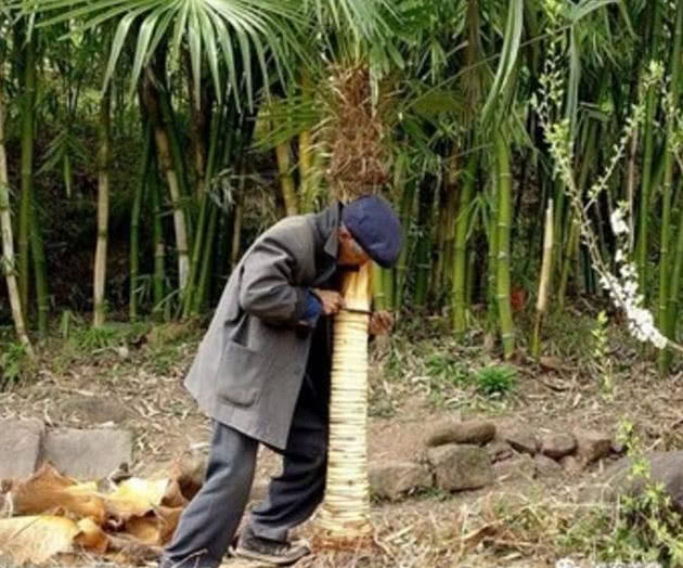 农村奢侈品一般人吃不到,超高的药用价值,吃