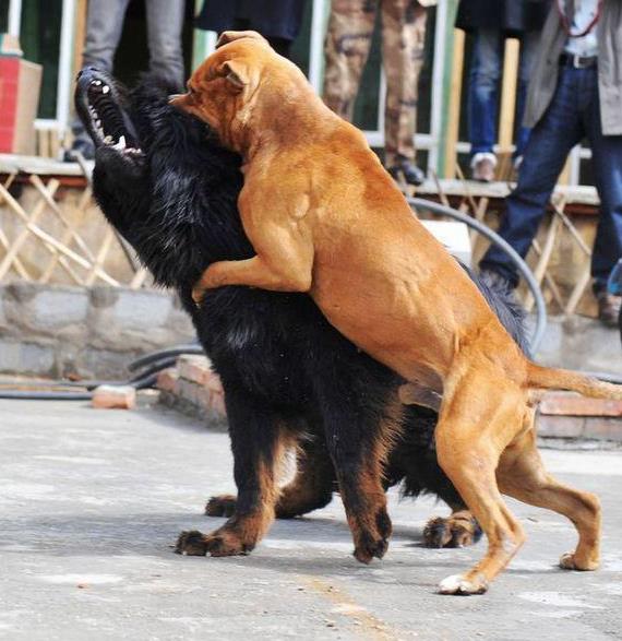 比特犬见了老虎会怕吗