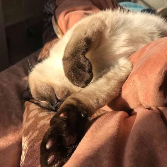 橘猫还得靠边站？体型最大的3种猫？世界第一大的猫究竟有多大？