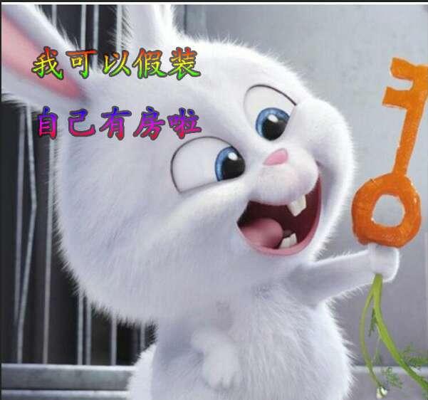 趣味表情包之坏坏的萌兔子:我注意你很久了