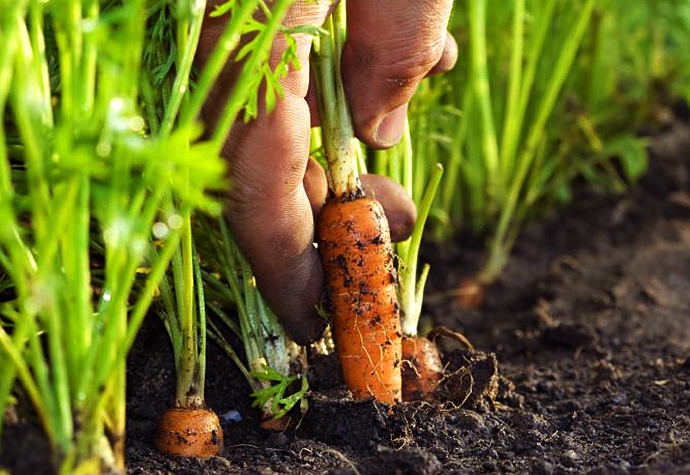 实拍:2018中国国际时装周上的神秘小零食--美国迷你水果胡萝卜