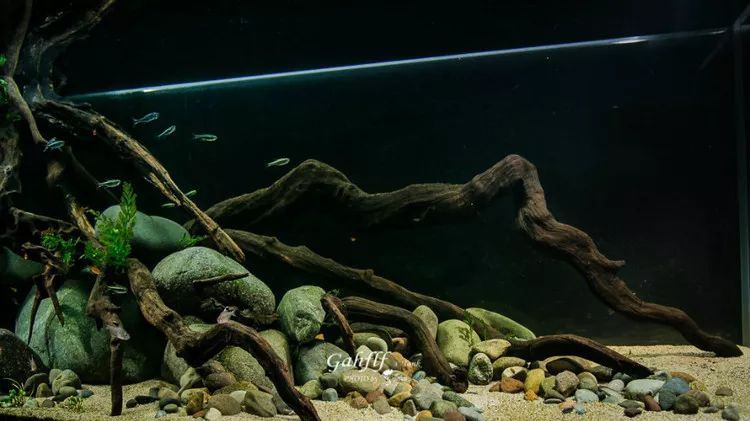 枣木放在水里能当沉木吗 枣木沉木