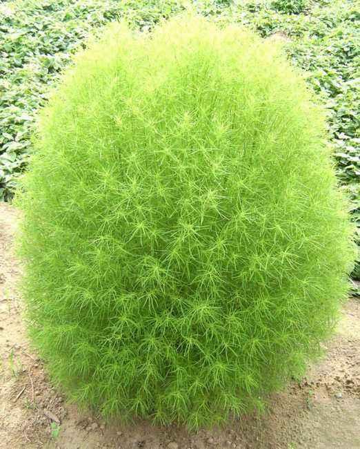 农村常用这种植物作扫帚嫩茎可食用果实可入药非常受欢迎