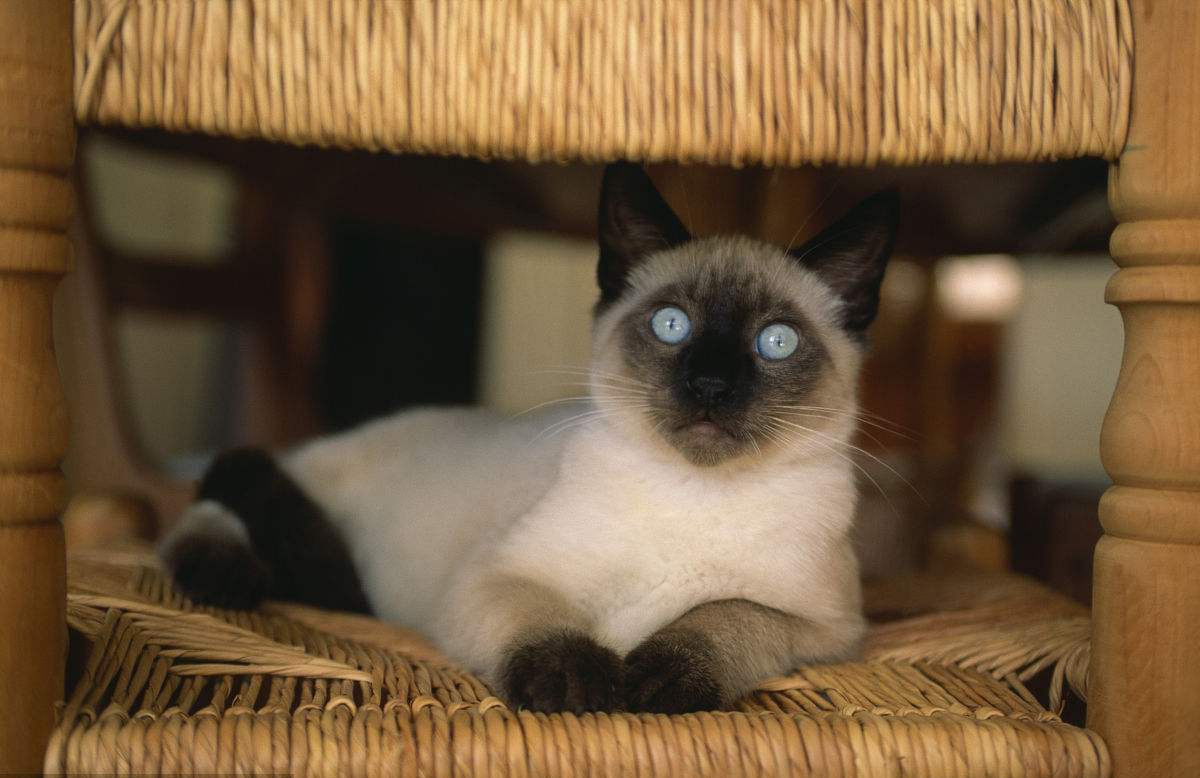 高智商又粘人，世界上最聪明的猫排行