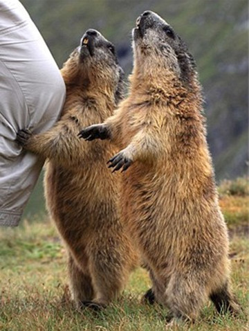 土拨鼠又叫旱獭,很多人都被它的萌萌哒的表情所欺骗了!