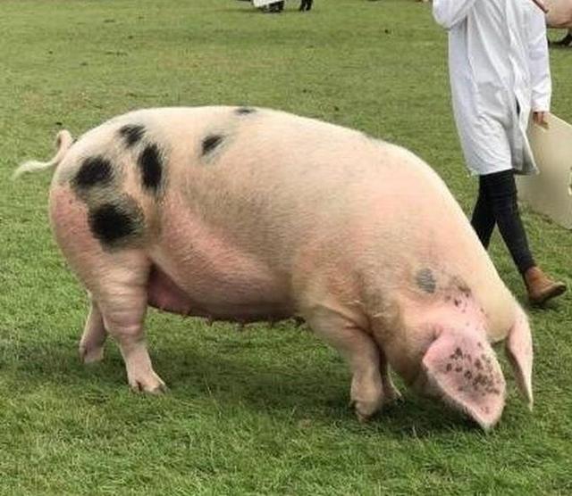 养了一只小猪，没想到年纪轻轻就会“拱”白菜了!