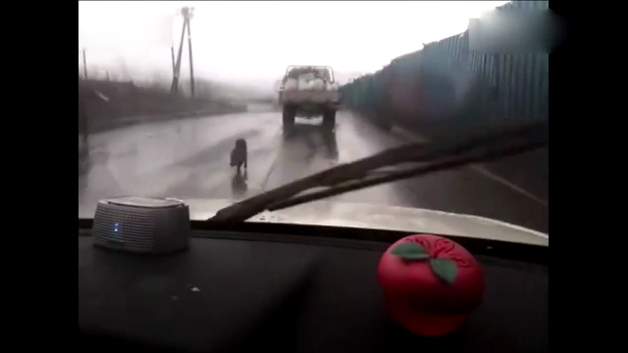 狗狗以为主人不要它了，大雨天一路猛追卡车，让人看了心碎