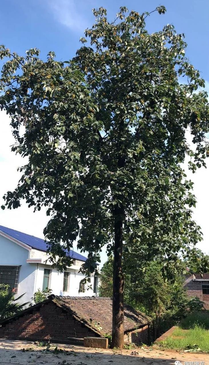 衡东人儿时的回忆--野枇杷