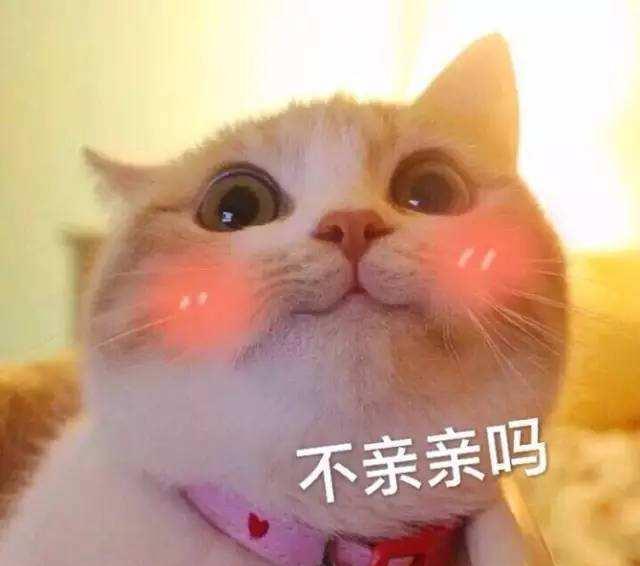 猫咪可爱的表情搞笑小图冰qq经典!不应该就太不收藏了!图片