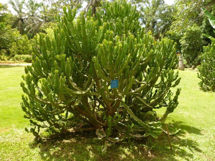 农村当篱笆种的植物,常误认为火龙果,流出白色