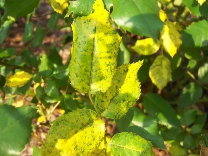 我曾乘坐“钢铁毒蛇”摇晃在东非草原...