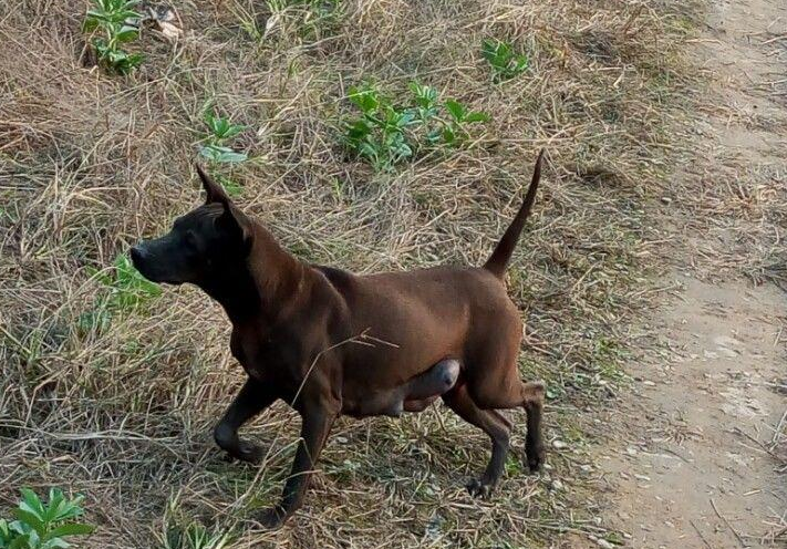 也是我国唯一的世界级猎犬品种,被列为世界名犬排名第三的"中华名猎".