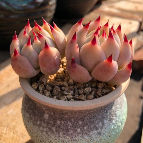 教你自制养花肥料,给多肉植物用上,叶片越长越