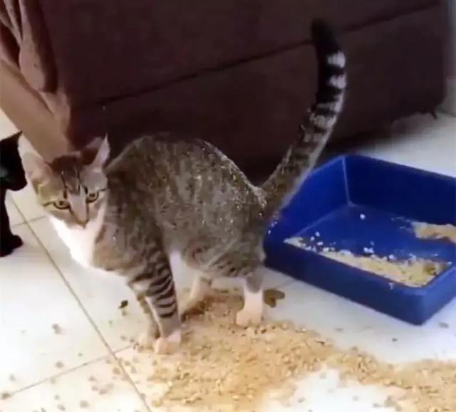 猫咪蹲在猫盆里上厕所，意外频出，还能不能好好拉个屎