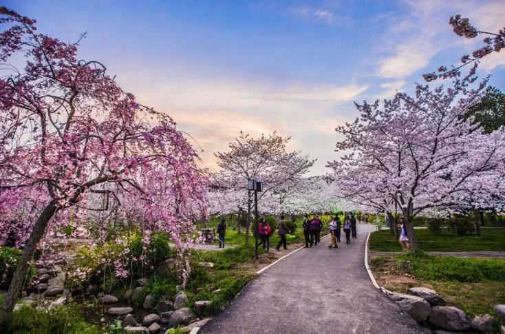 因为樱花，武汉大学火得“一塌糊涂”，厦门大学有点“嫉妒”了!