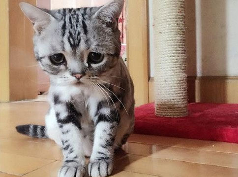 日本对眼猫意外走红 Luhu委屈猫走红网络