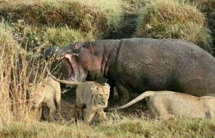 居然直接张开了大嘴朝着最近的小车咬去动物,狮子,打斗,河马,猛兽