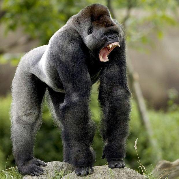 什么雄狮成语_雄狮图片(2)