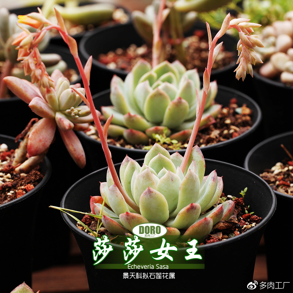 根据消息透露,沧州莎莎足浴是挨着小王庄吗？详细位置分析与周边探店指南